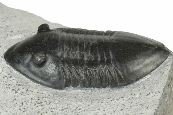 Inflated Isotelus Trilobite - Walcott-Rust Quarry, NY #231916